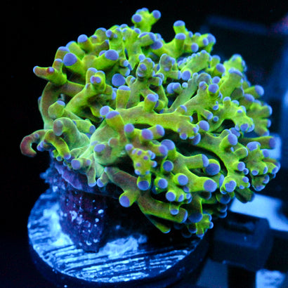 JC Hulk Octo (1/2)