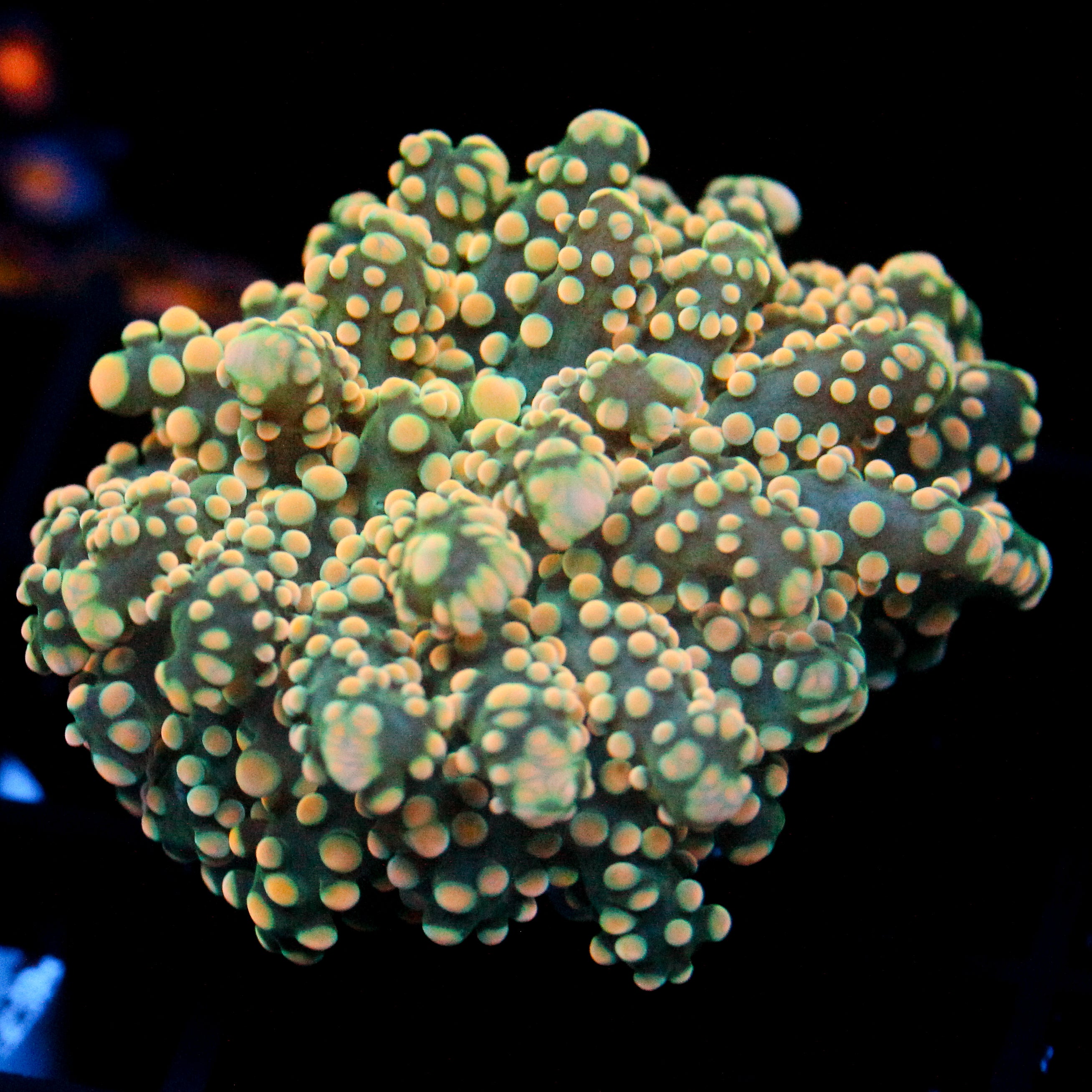 JC Orange Cream Octo
