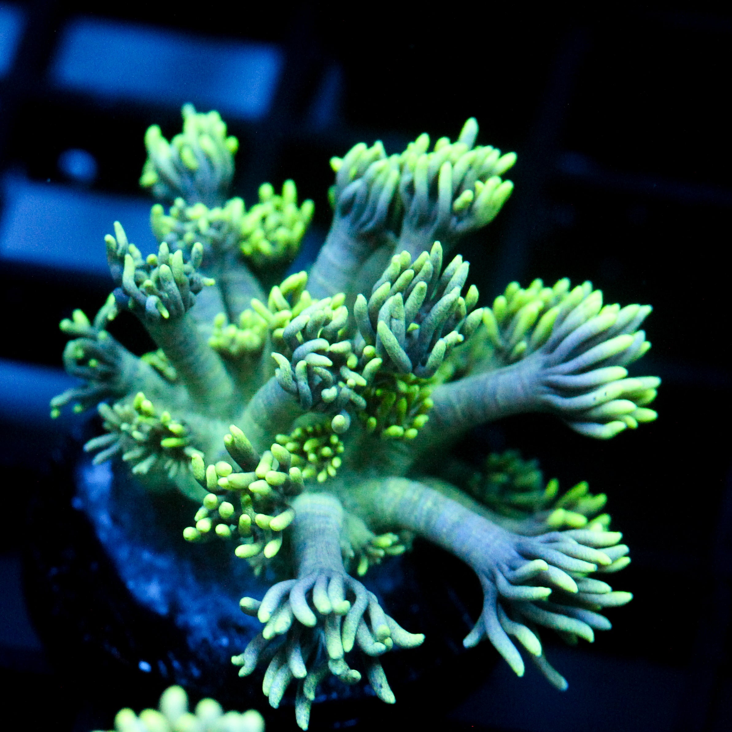 JC Neon Flare Goni