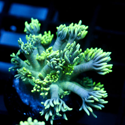 JC Neon Flare Goni