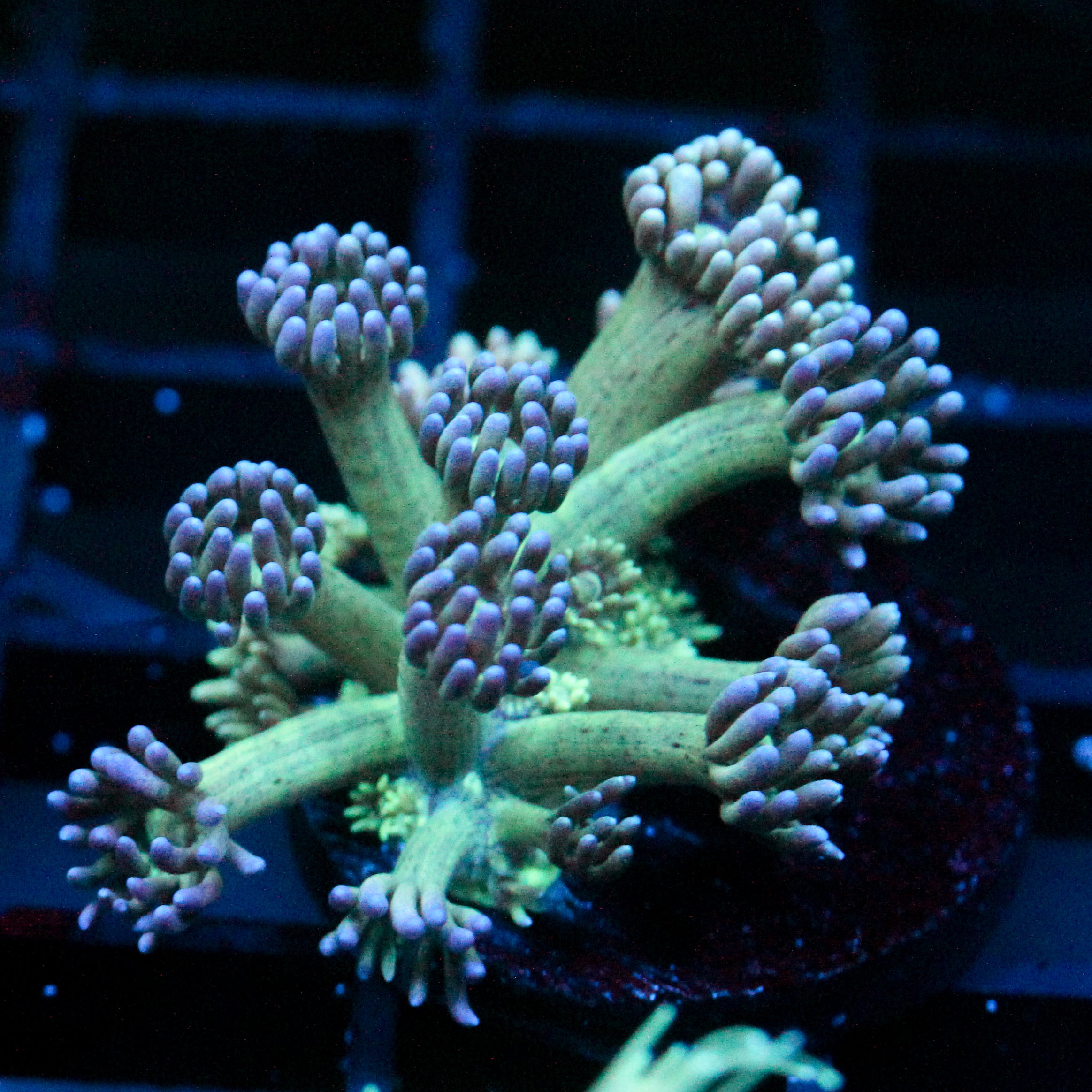 JC Tortoise Goni