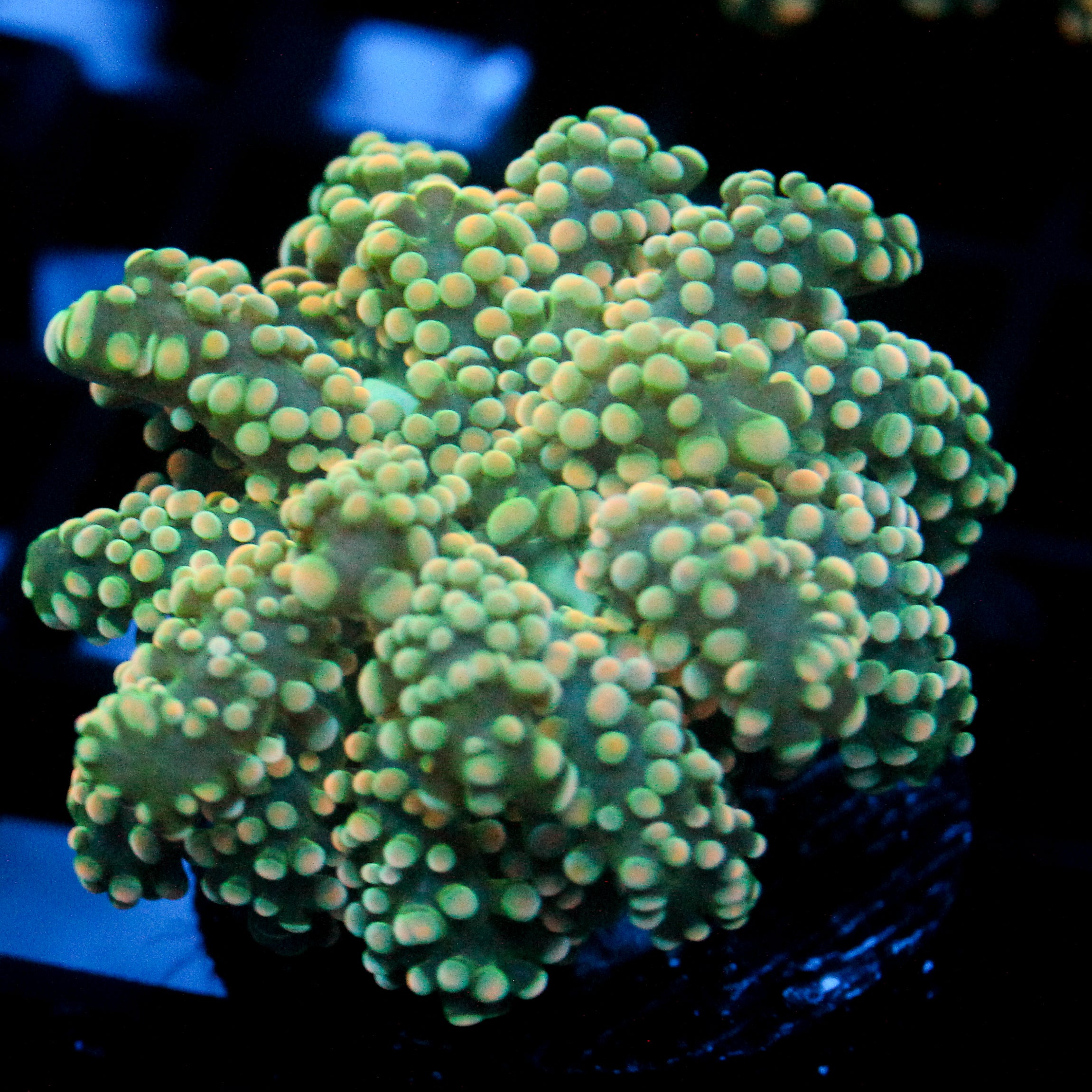 JC Orange Blush Octo