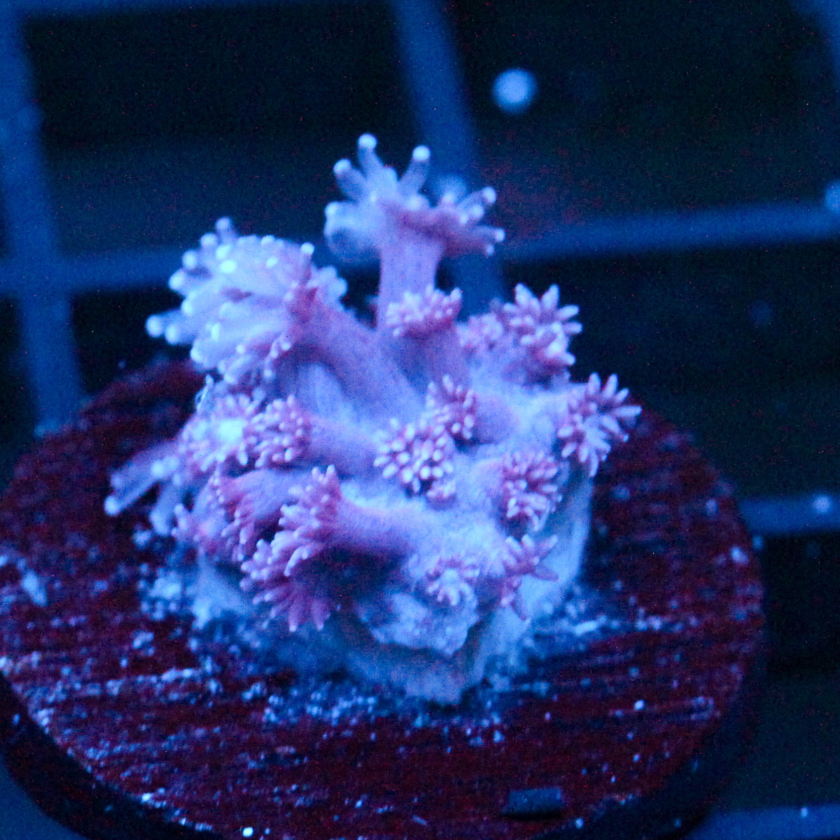JC Red Whisper Goni