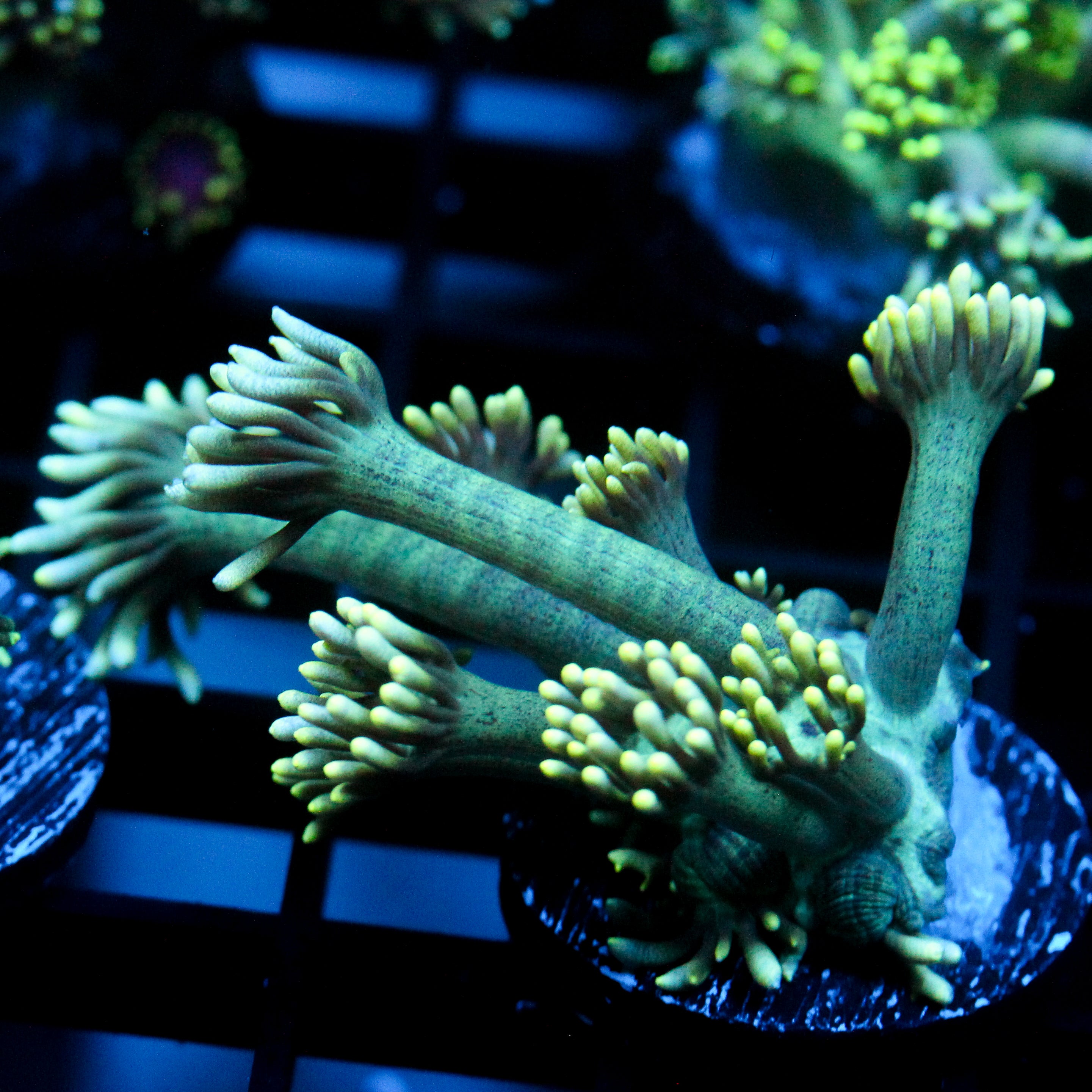 JC Tidal Wave Goni (Re-release from the hoard)