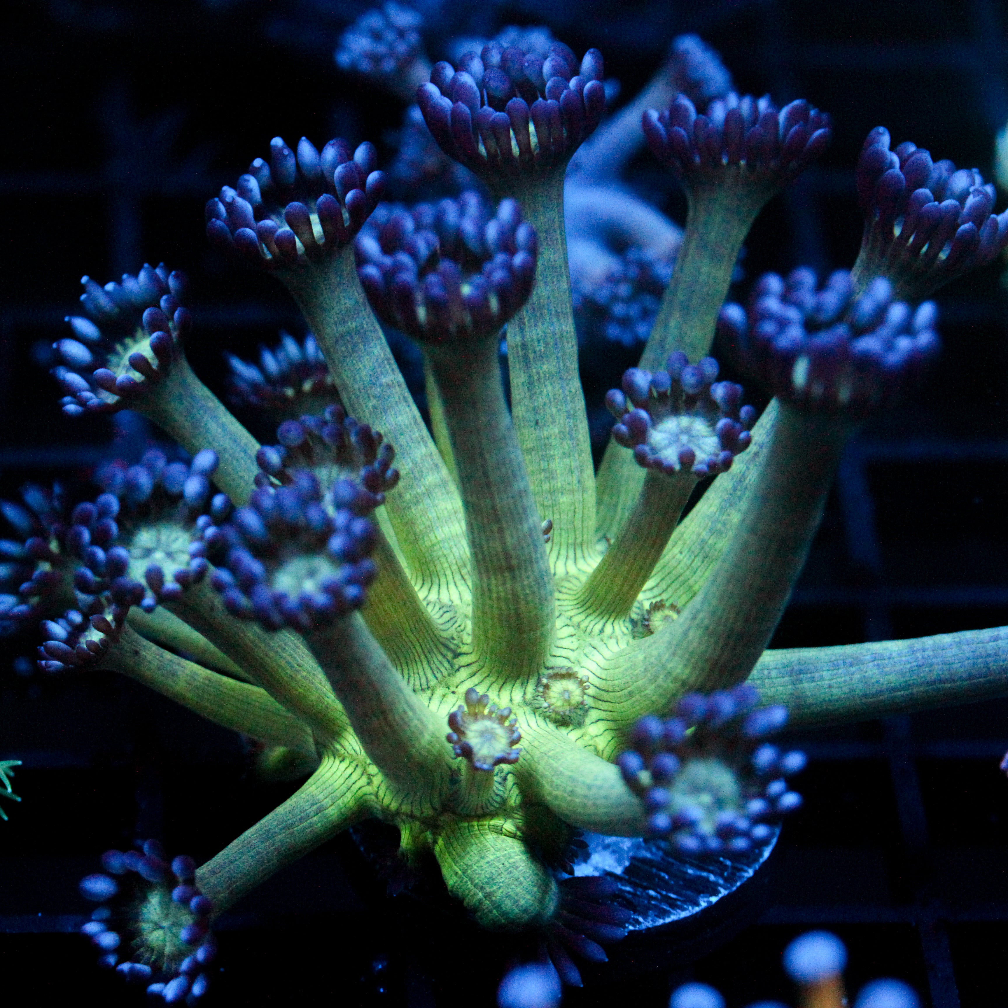 JC Peacock Goni (Re-release from the Hoard)
