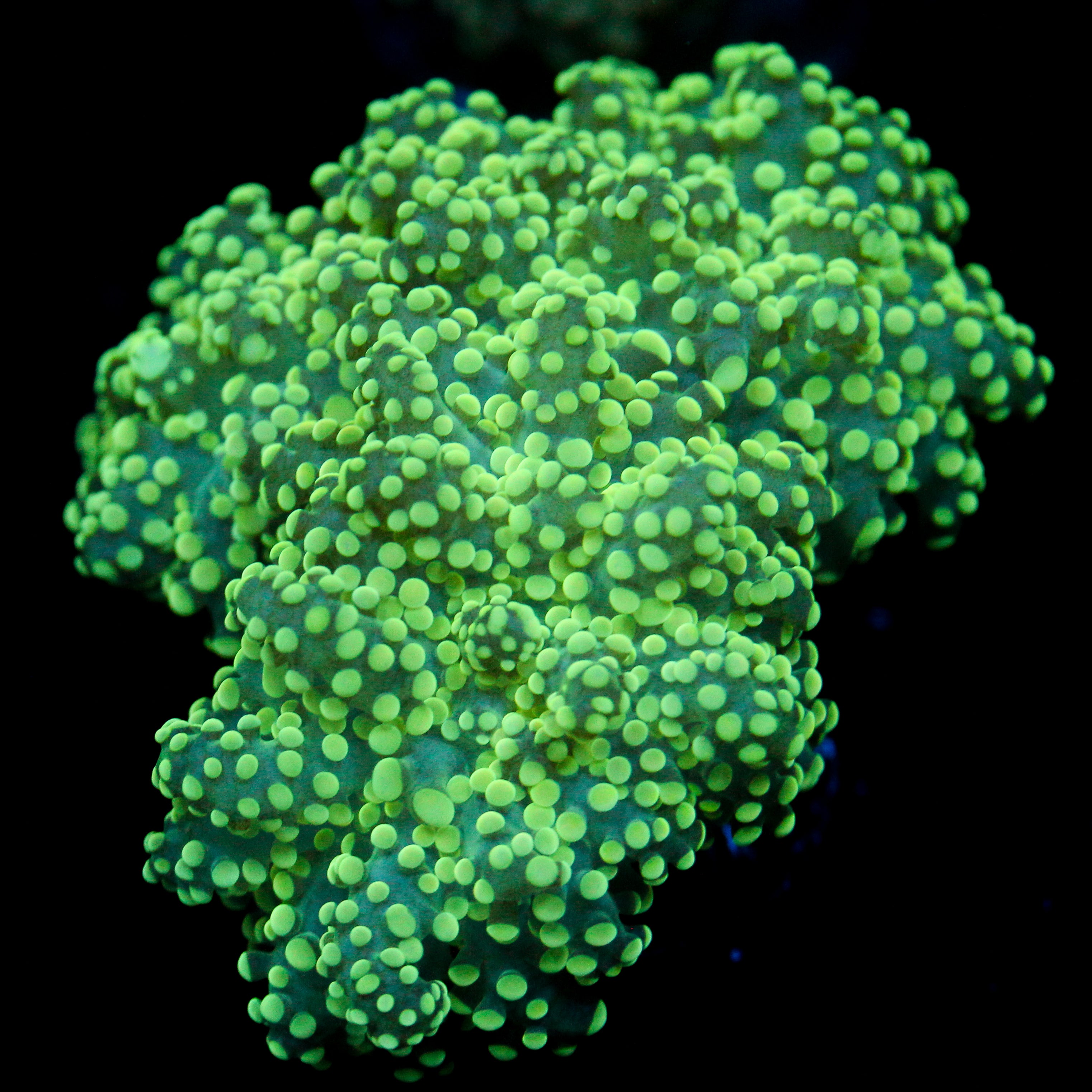 JC Minty Green Octo