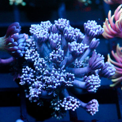 JC Purple Streamer Goni