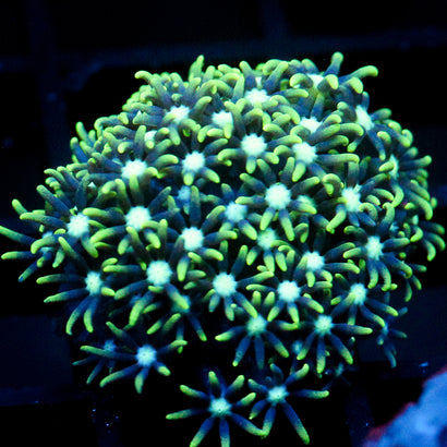 JC Star Polyp