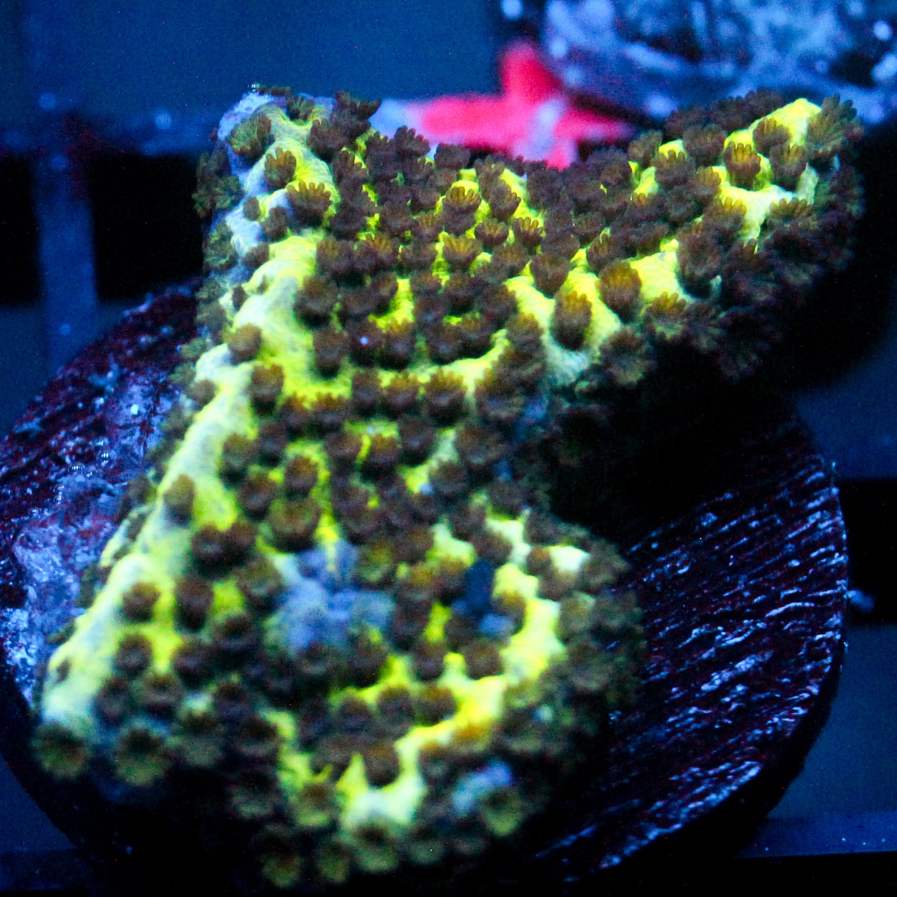 JC Montipora Confusa