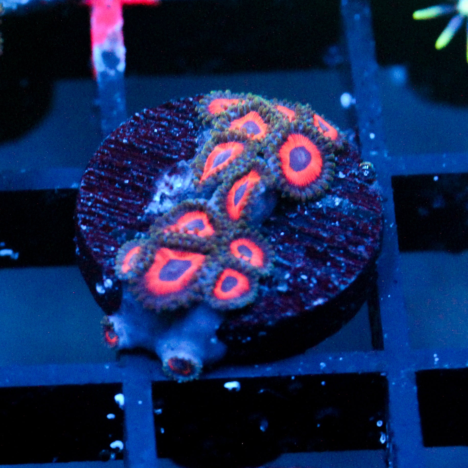 Jason Fox Fairytale Zoanthids