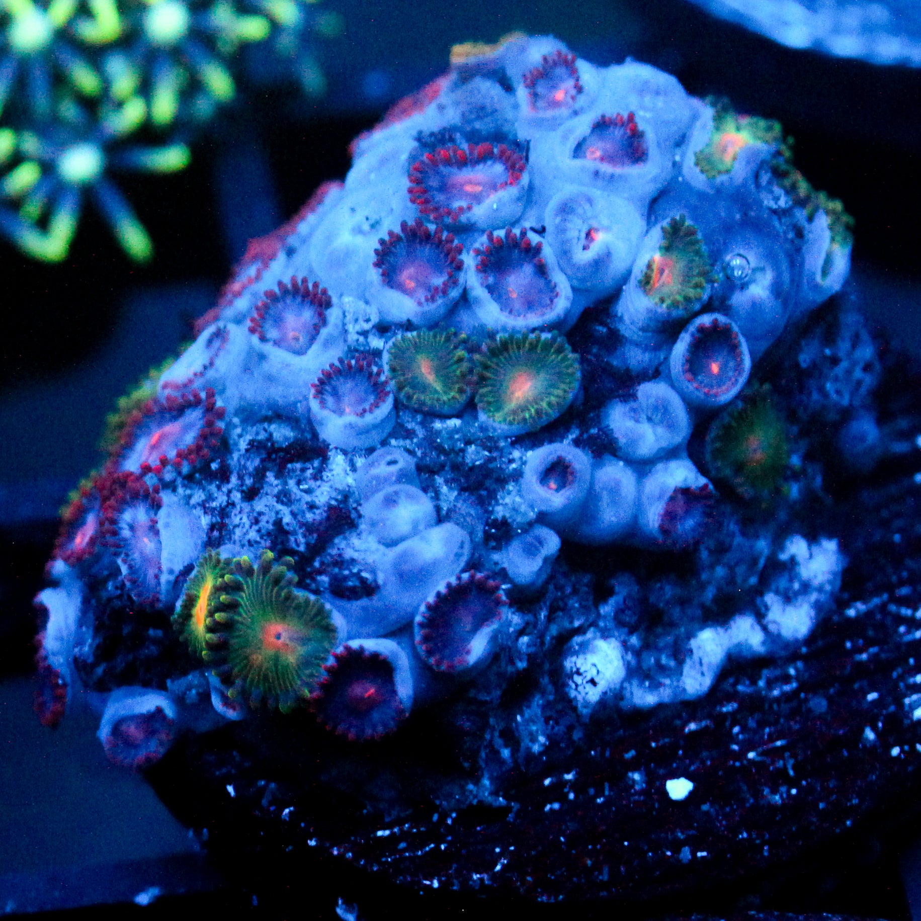 JC Zoa Garden Seed