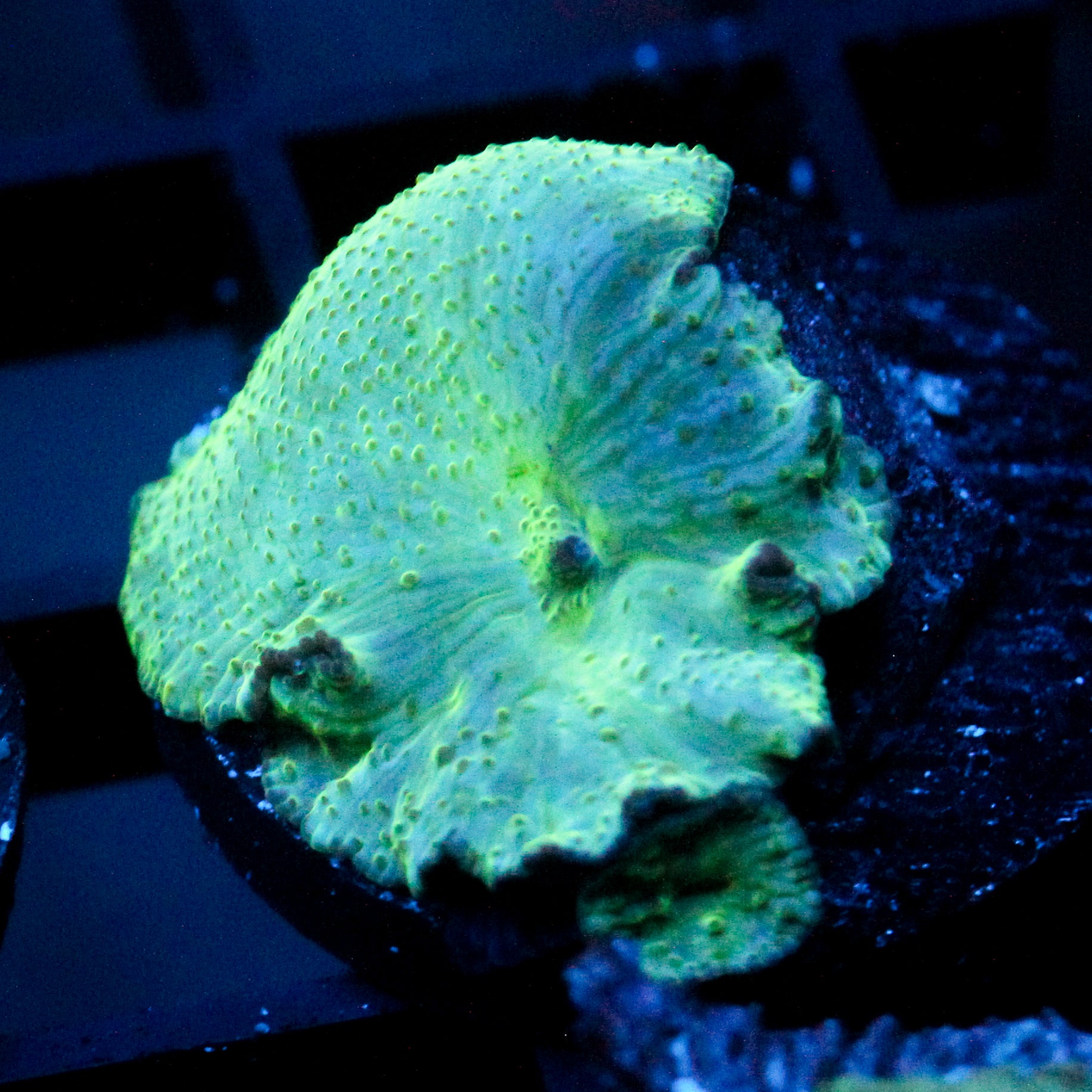 JC Neon Warp Discosoma