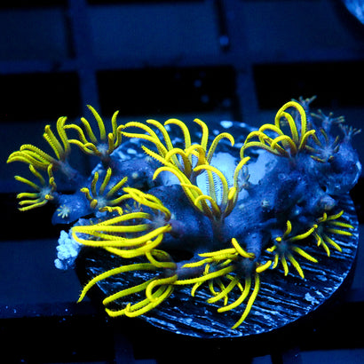 JC Lime Wire Gsp