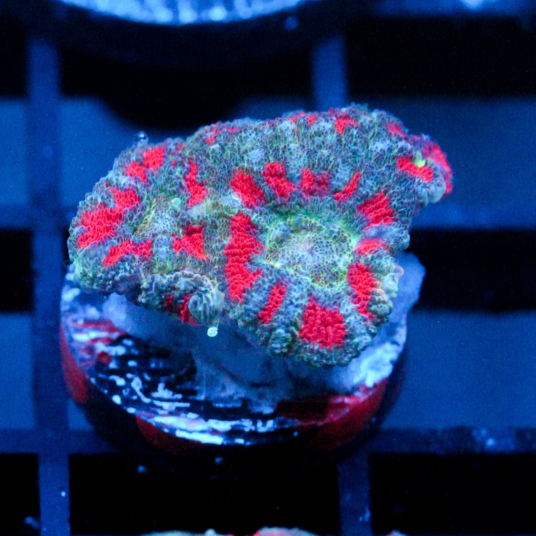 JC Teal Tiger Acan