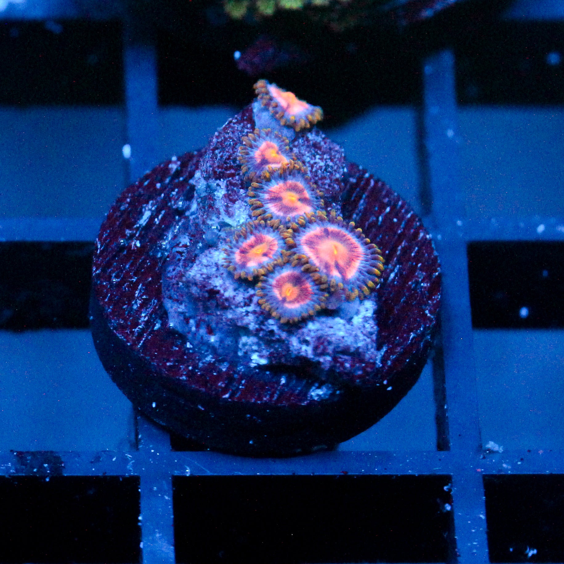 JC Plump insanity Zoanthid
