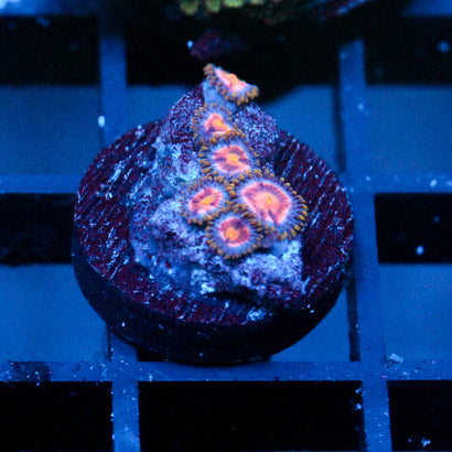 JC Plump insanity Zoanthid