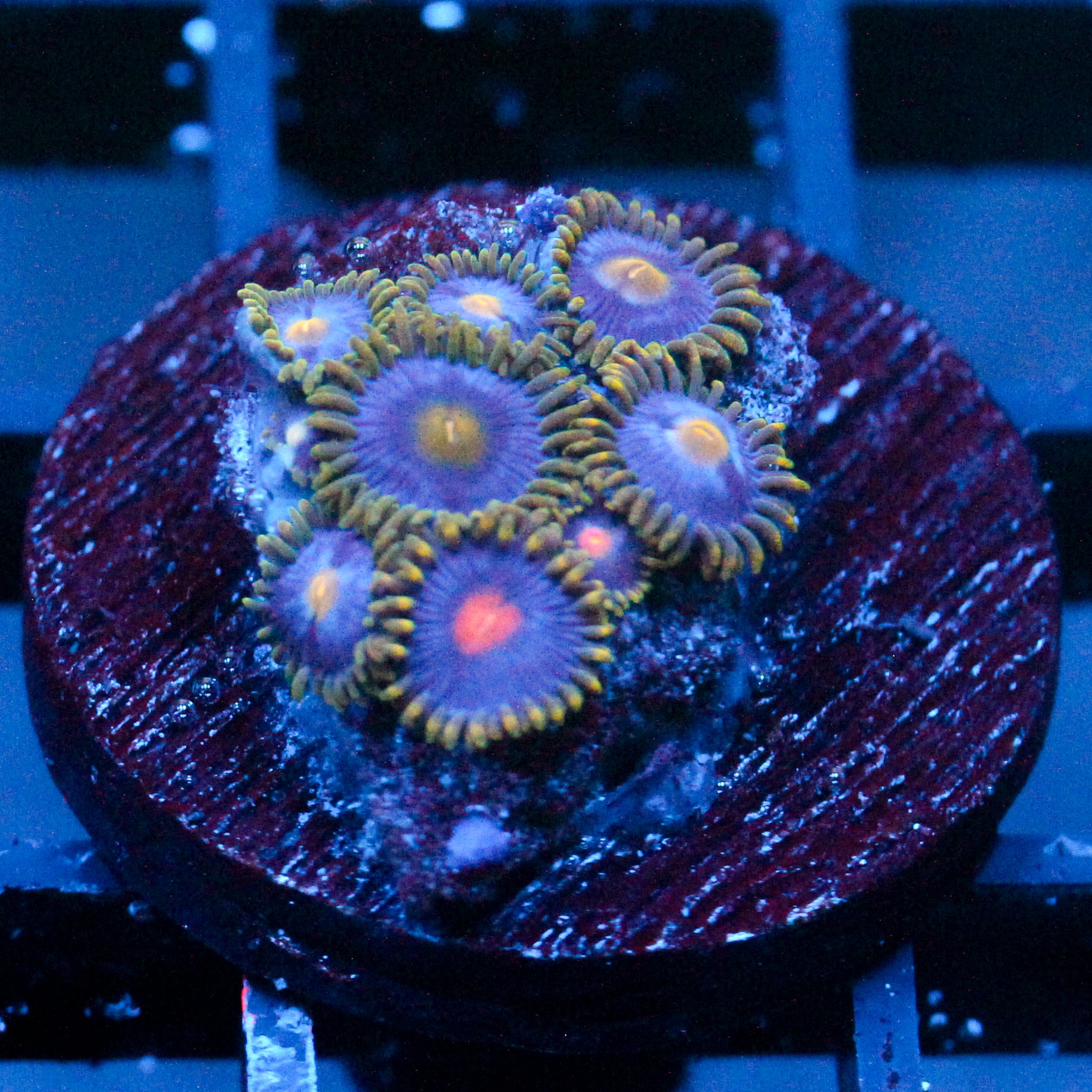 JC Gold Burn + Burst Zoanthid Mix