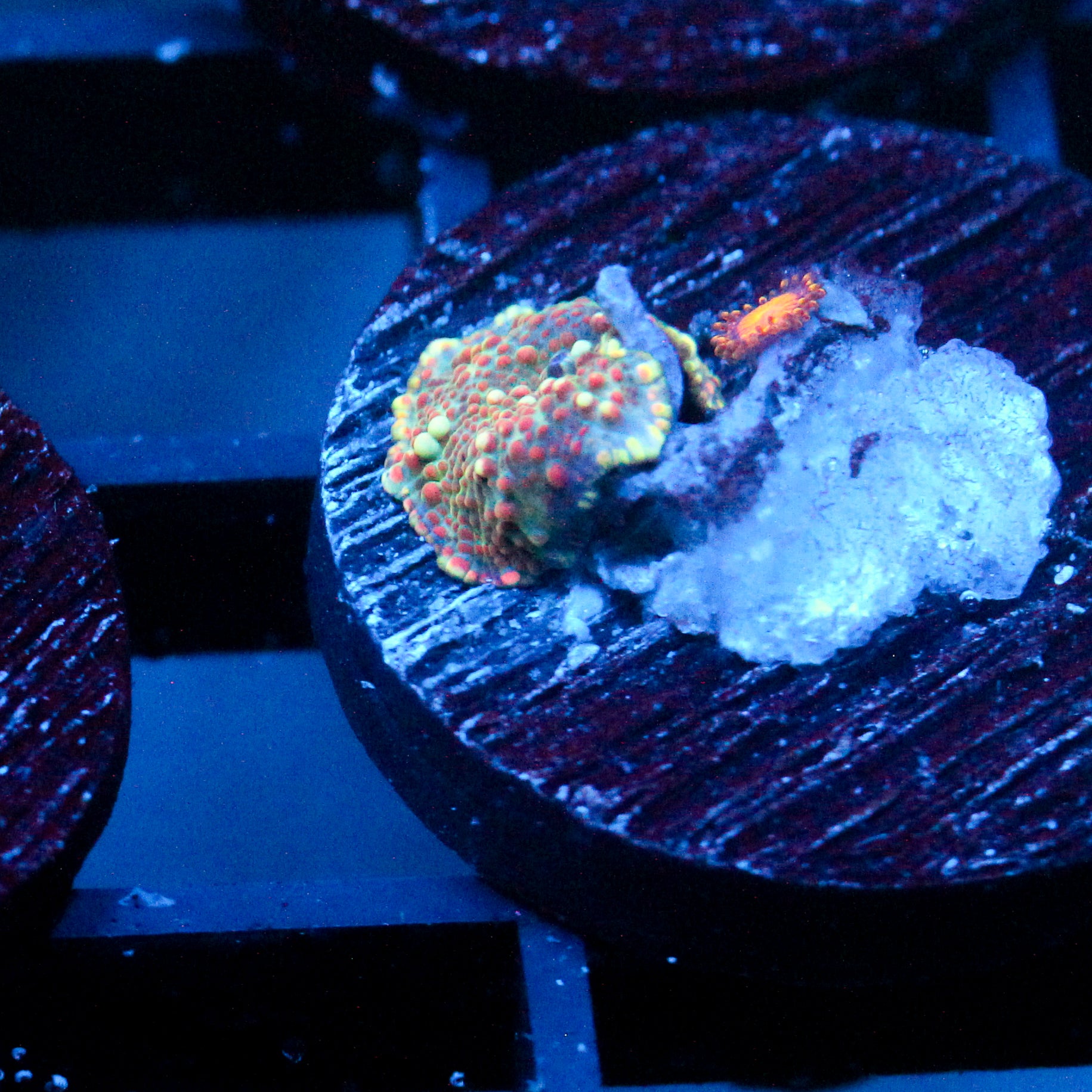 JC Stella Discosoma