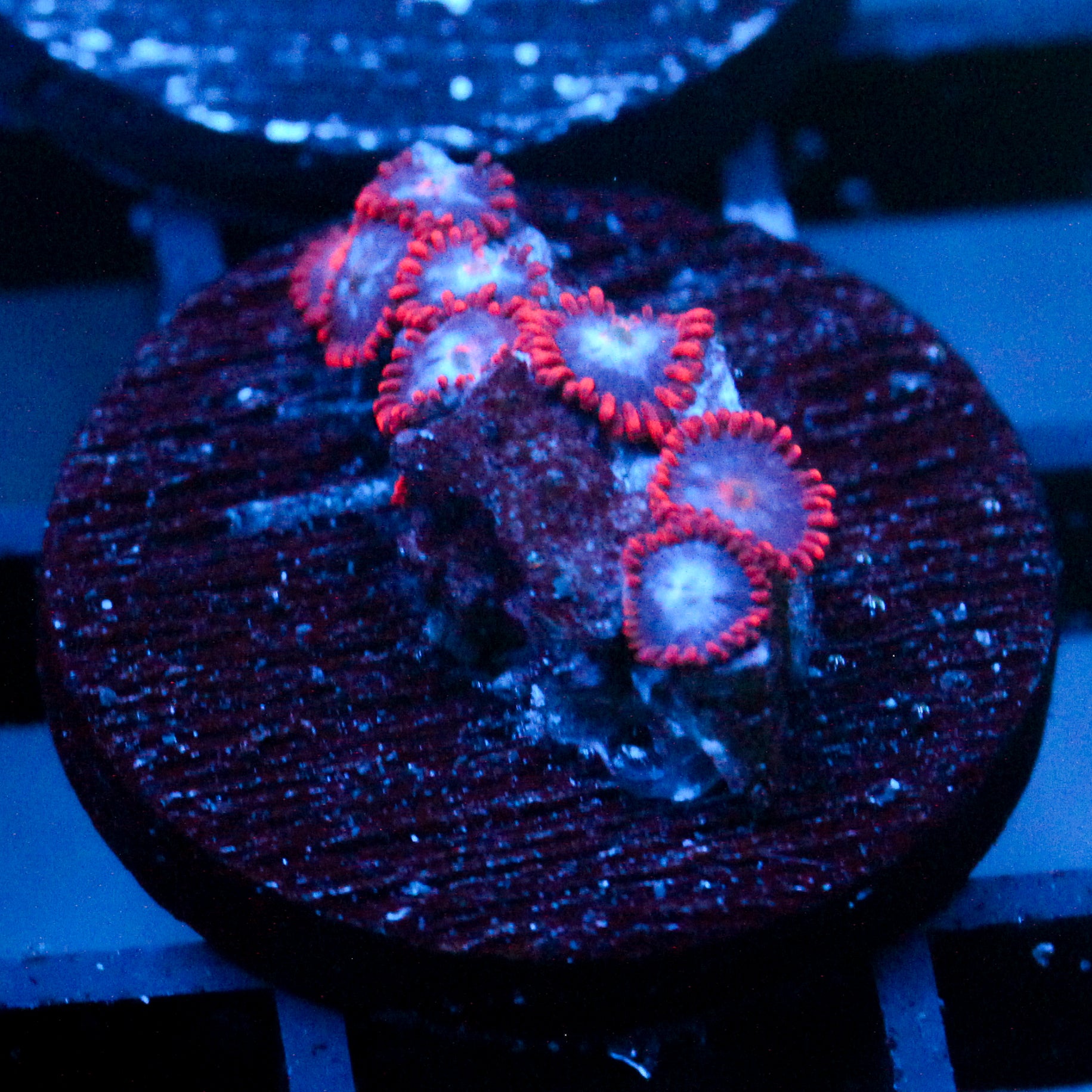 JC Edge of Reality Zoanthid