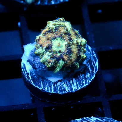 JC Mint Cheetah Discosoma