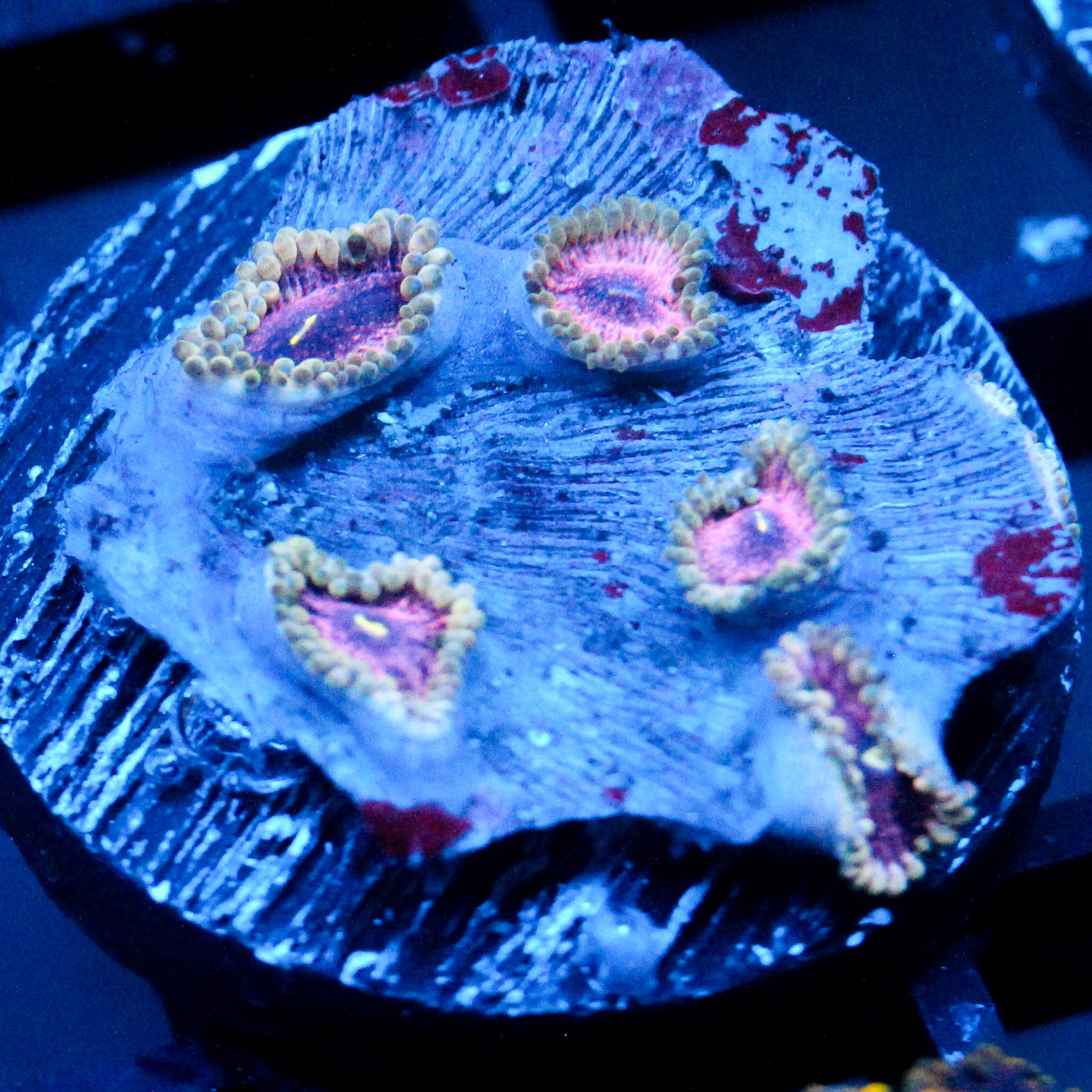 JC Pulsar Quartz Zoanthid