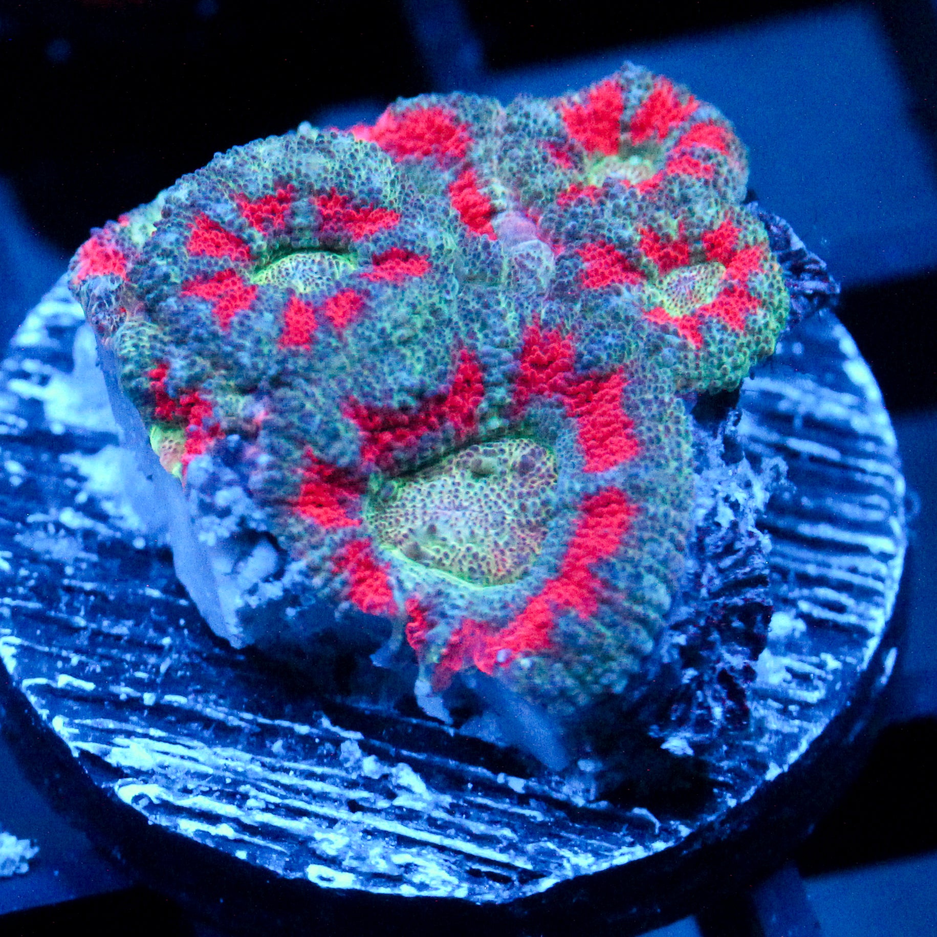 JC Blue Hypnosis Acan