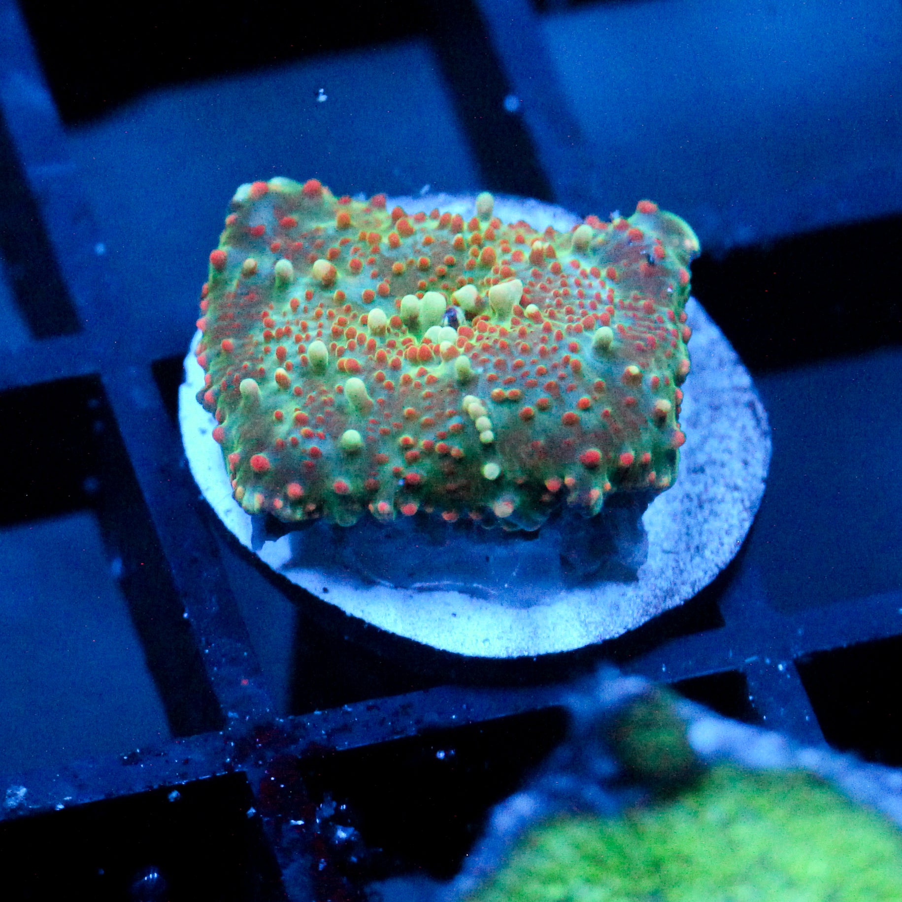 JC Stella Discosoma