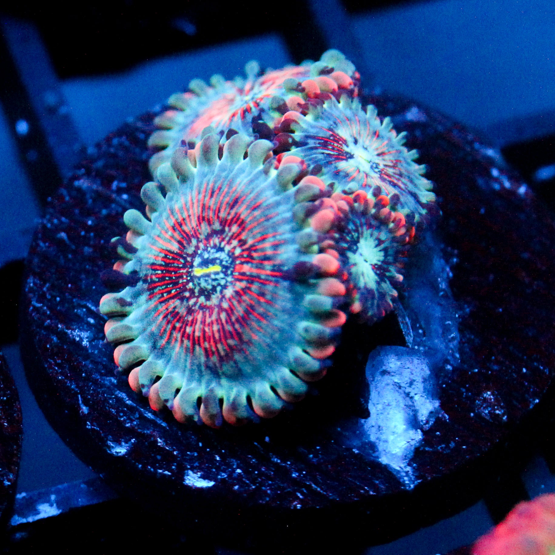 JC White Zombie Zoanthid