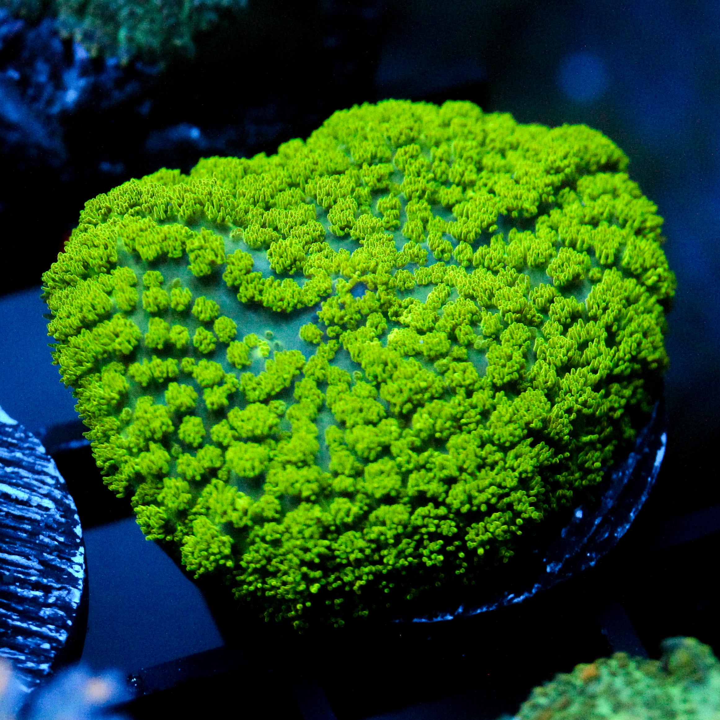 JC LG Neon Green Rhodactis