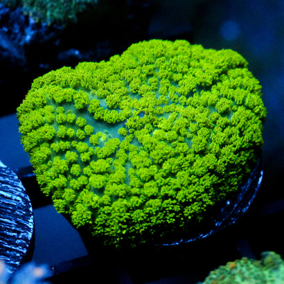 JC LG Neon Green Rhodactis