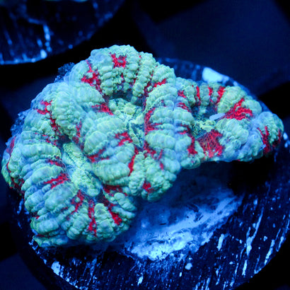 JC Calypso Acan