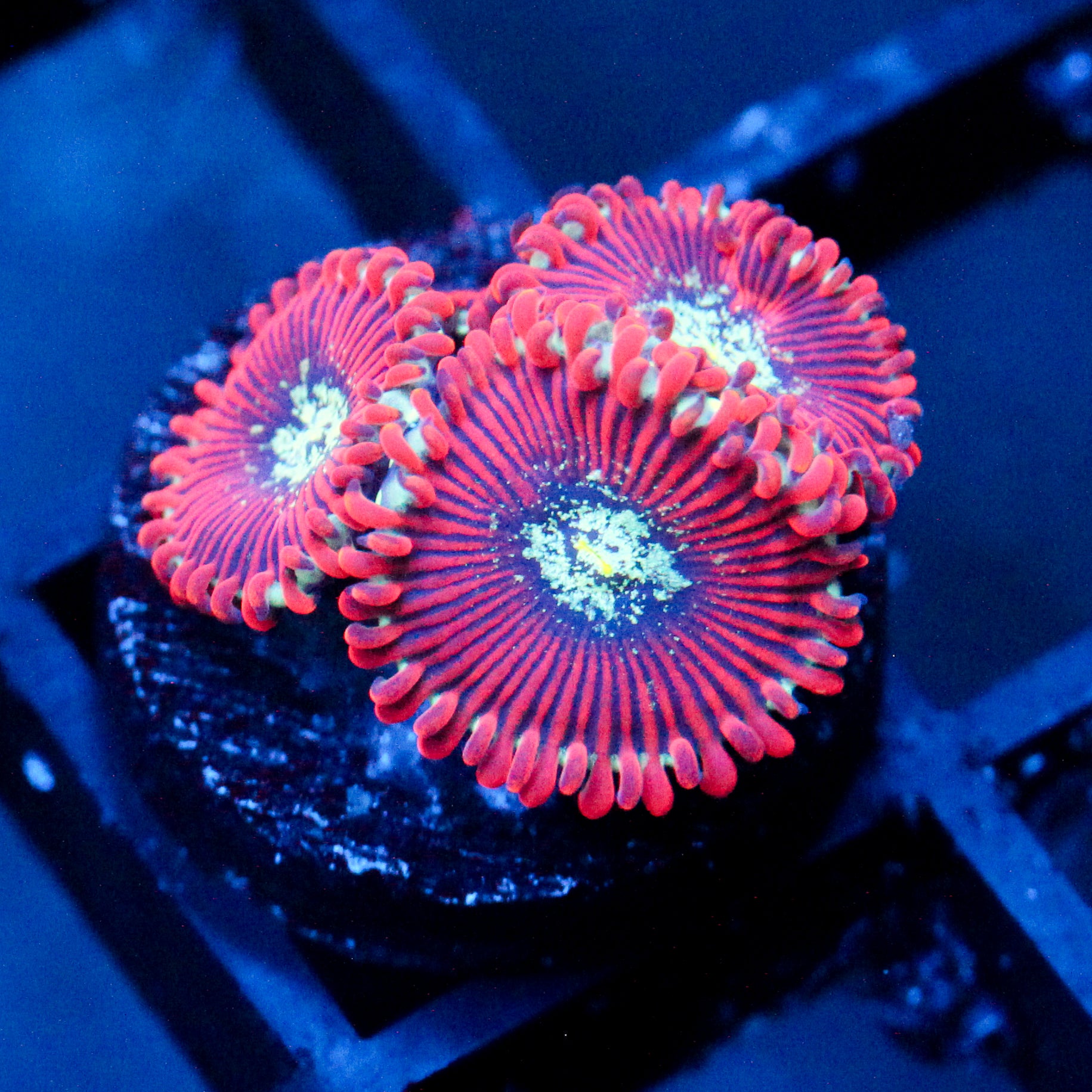 JC Magician's Acan