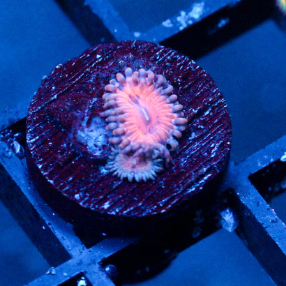 JC Amber Bliss Zoanthid