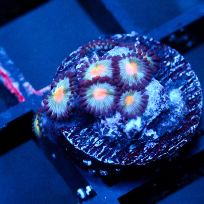 JC Blue Raven Zoanthid
