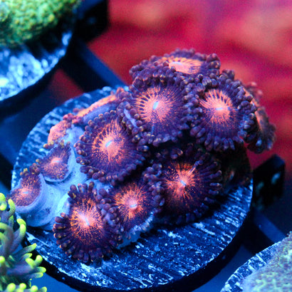 JC Speckled Kraze Zoanthid