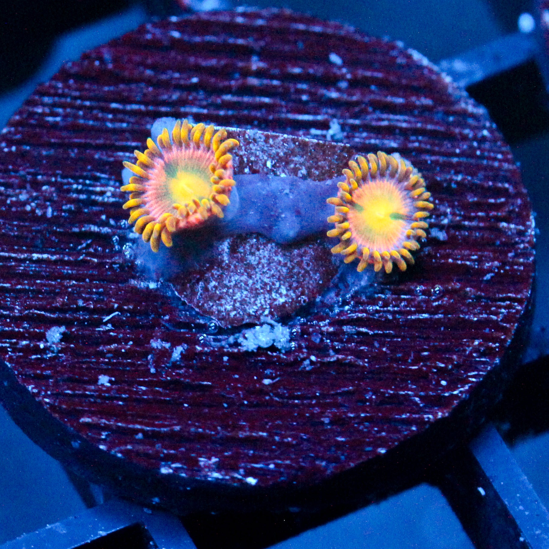 JC Mayan Sun Zoanthid