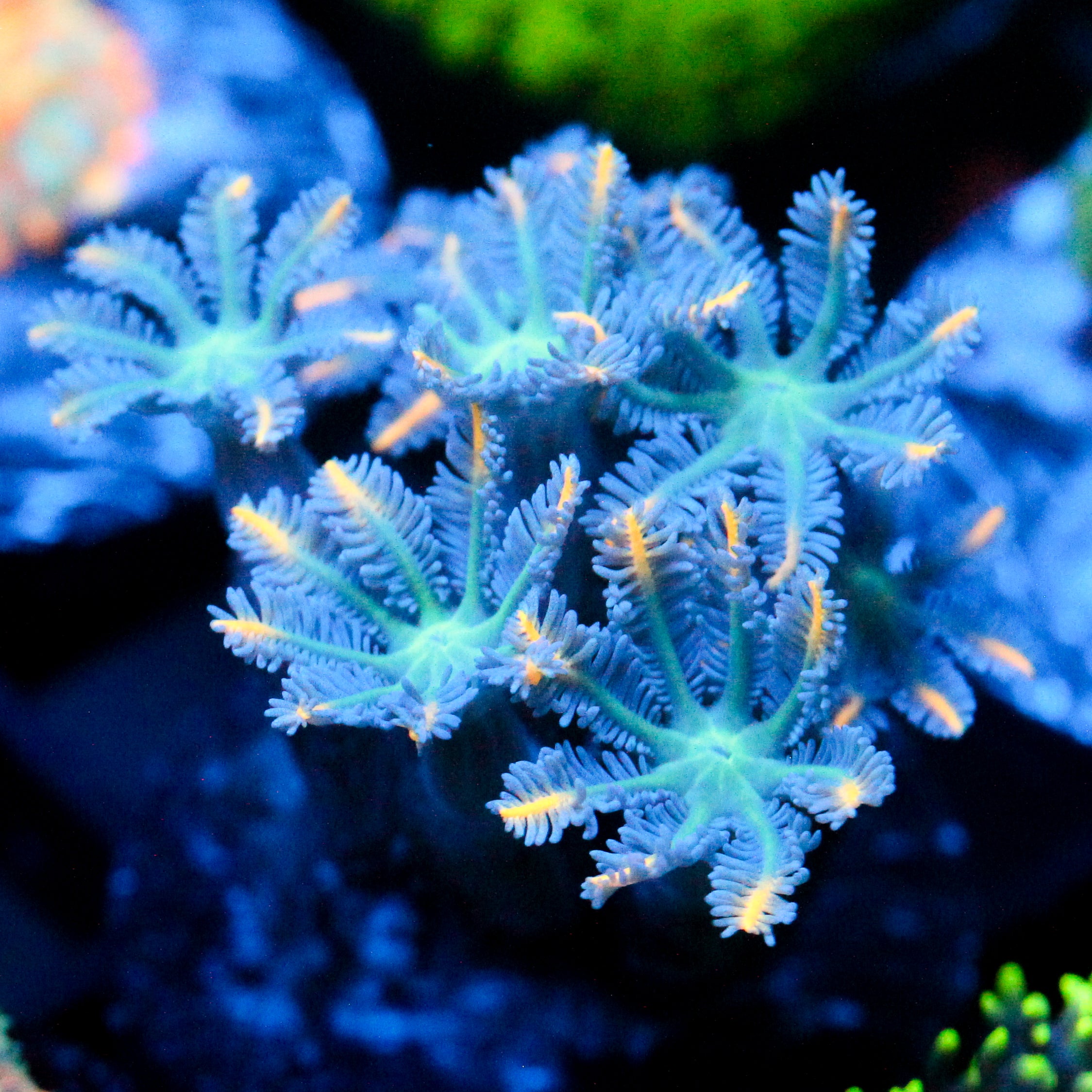 JC Orange Tip Clove Polyp