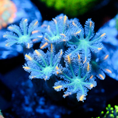 JC Orange Tip Clove Polyp