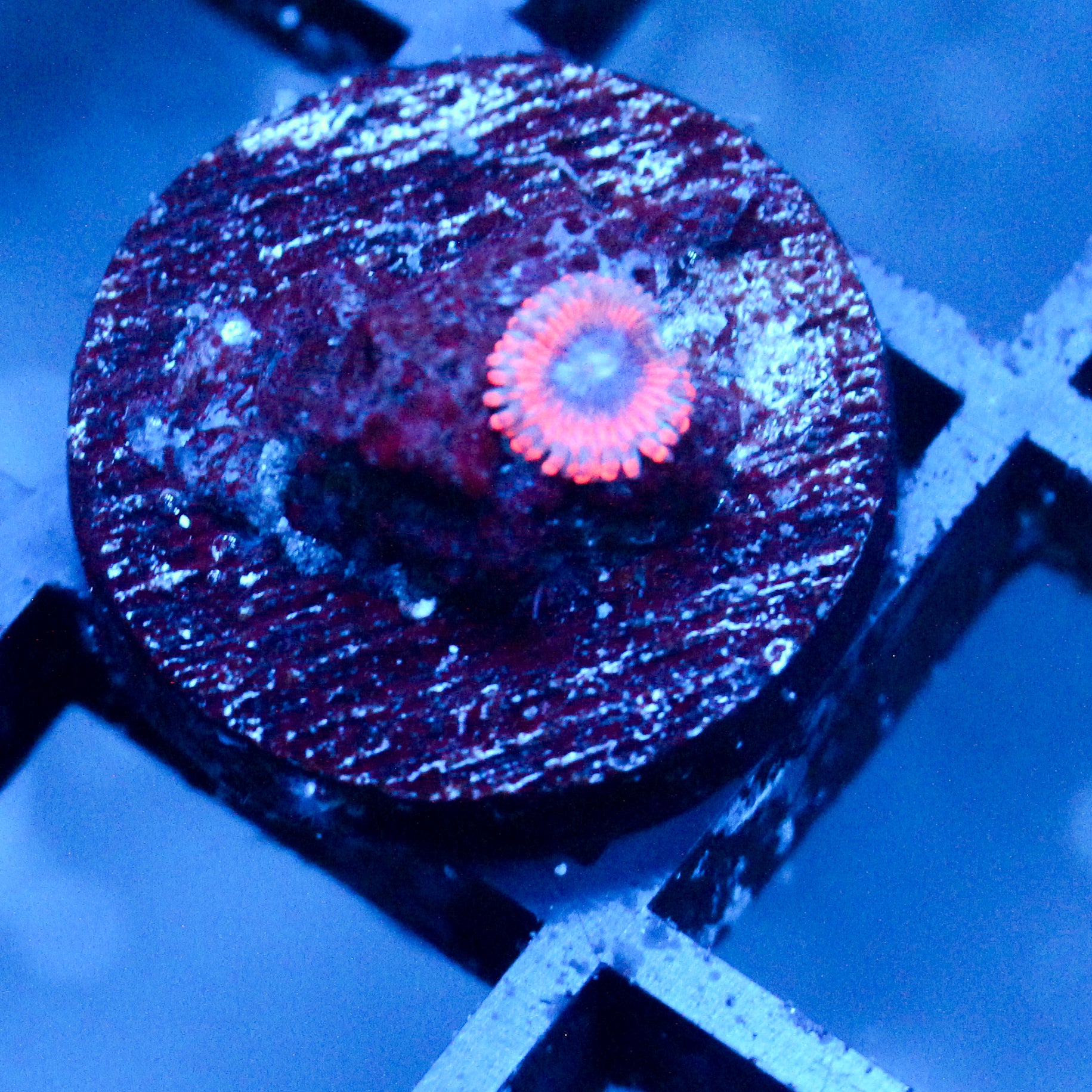 JC Typhloshion Zoanthid