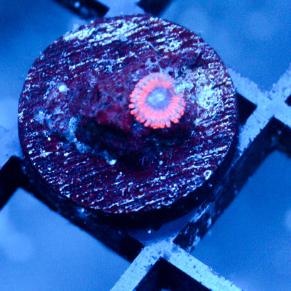 JC Typhloshion Zoanthid