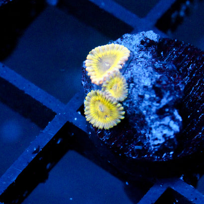 JC Lemon Head Zoanthid