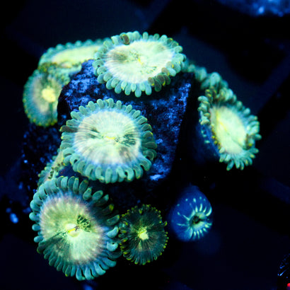 JC Hawaiian Ding Dang Zoanthid