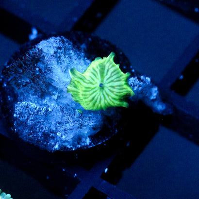 JC Baby Watermelon Rind Discosoma