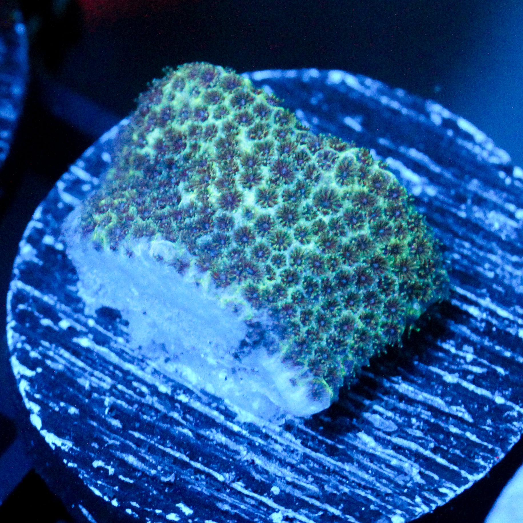 JC Green Porites Coral