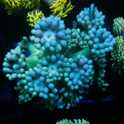 JC Blueberry Blast Goni