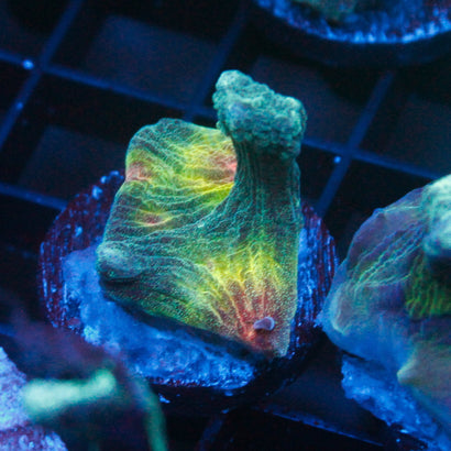 JC Alienware Pectinia