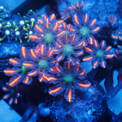 JC Red Clove Polyp