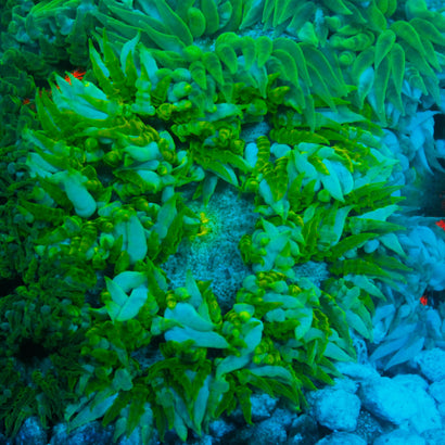 JC Ultra Rock Flower Anemone