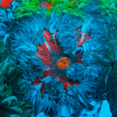 JC Ultra Rock Flower Anemone