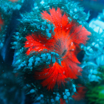 JC Ultra Rock Flower Anemone